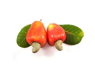 Cashew