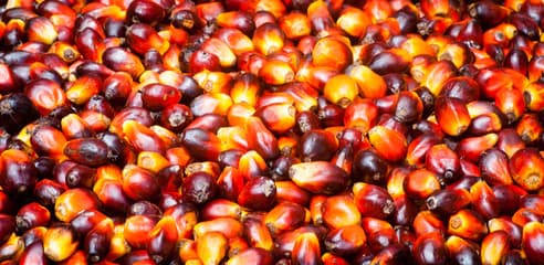 Palm Oil