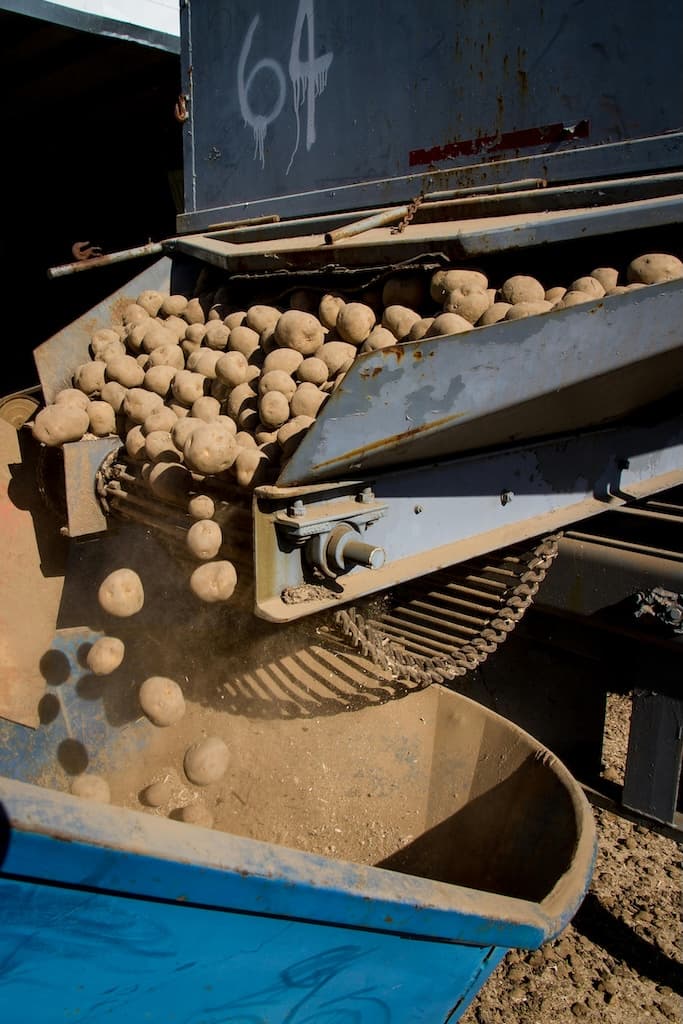 Machine harvesting potatoes