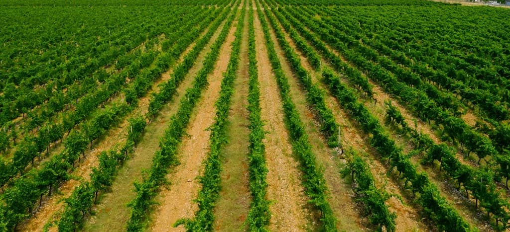 Farm rows